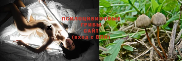 хмурый Белокуриха